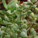 Adromischus caryophyllaceus